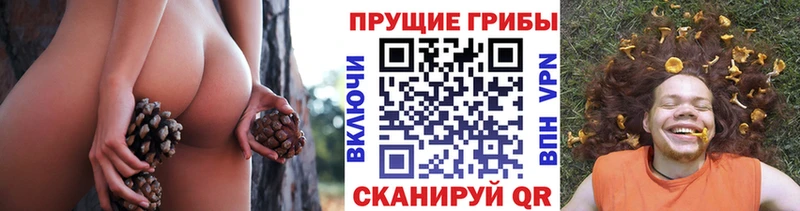 закладка  Мценск  Галлюциногенные грибы мицелий 